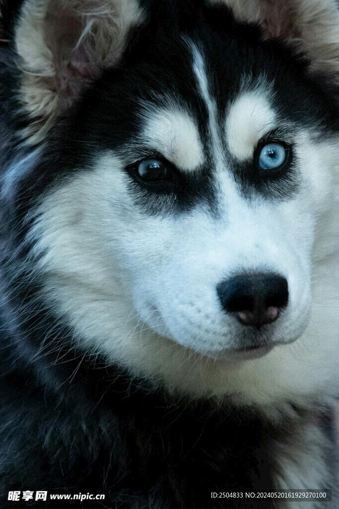 狼