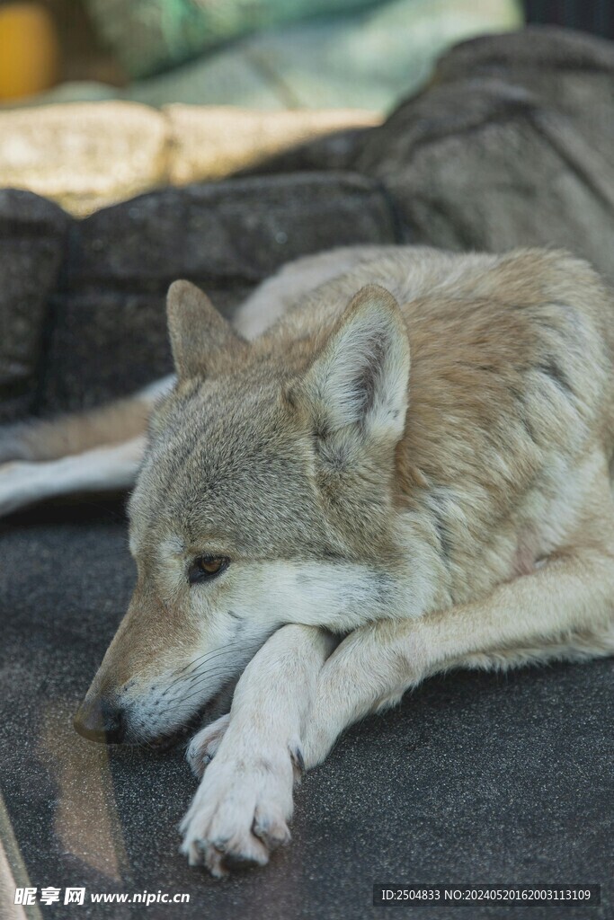 狼