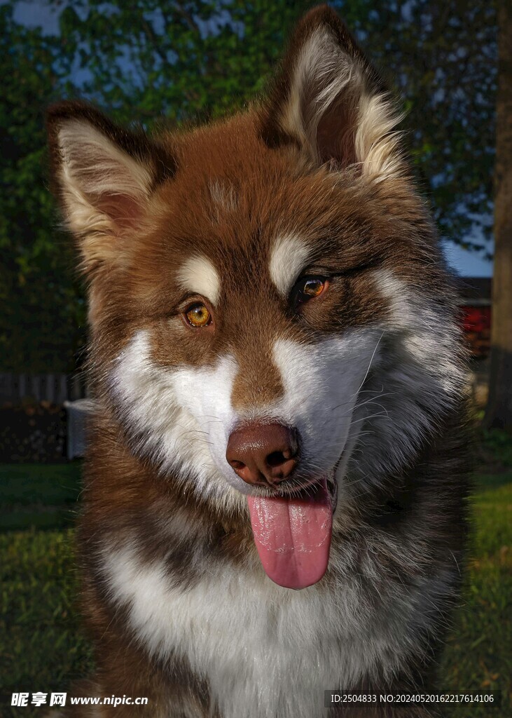 狼