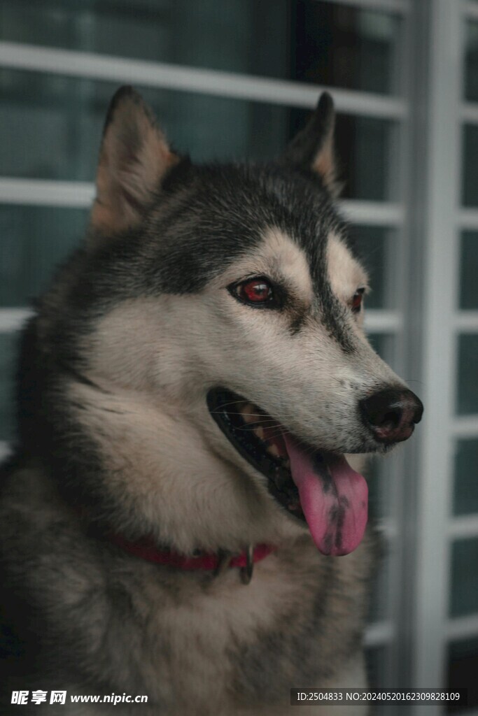 狼