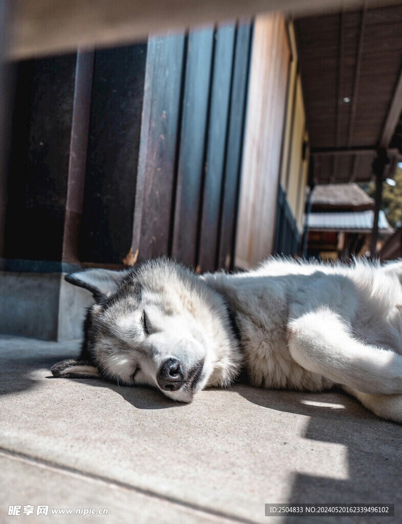 狼