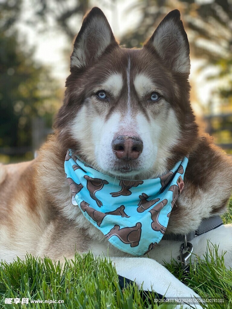 狼