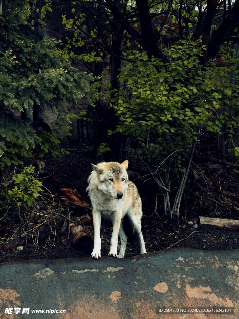 狼