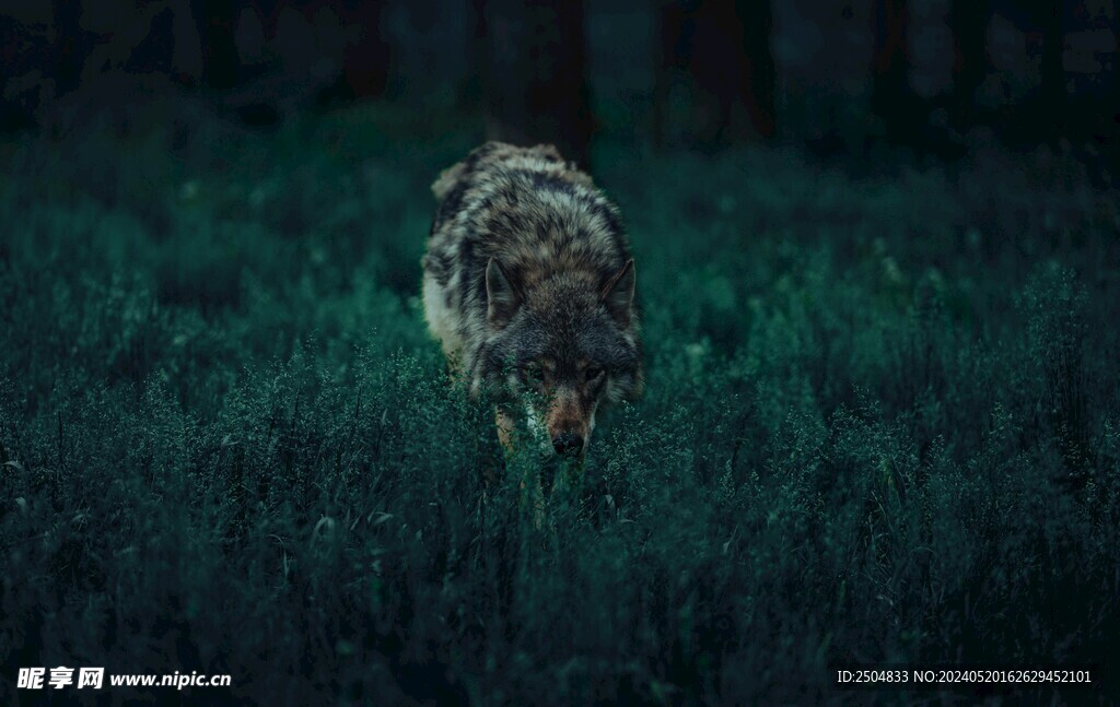 狼
