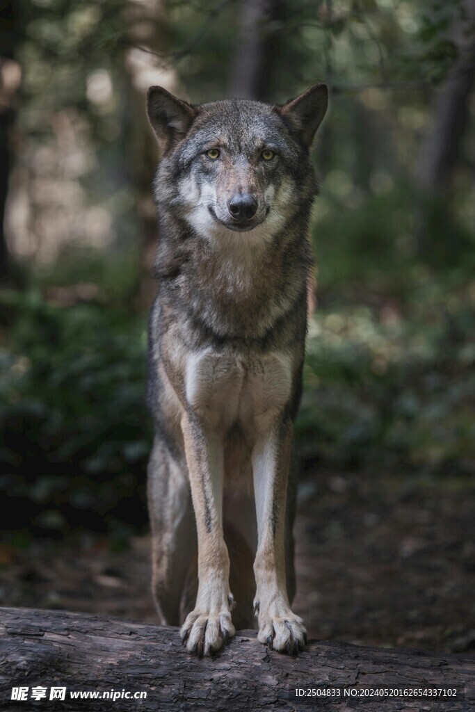 狼