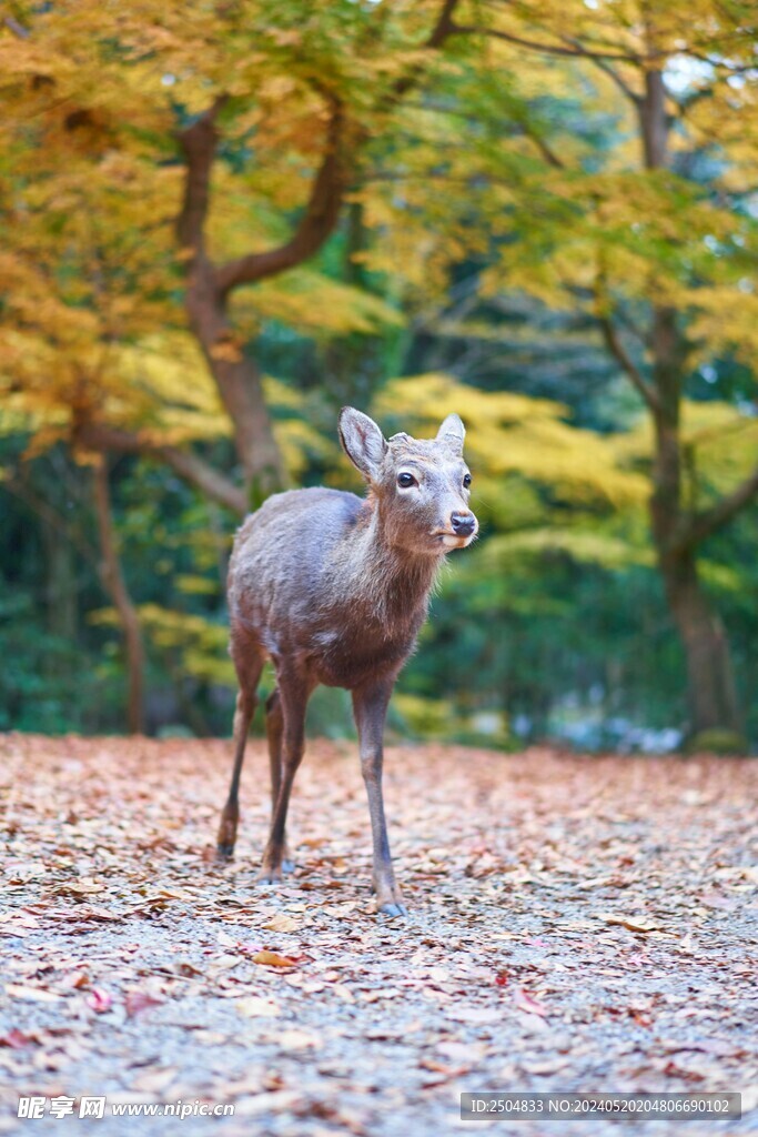 鹿