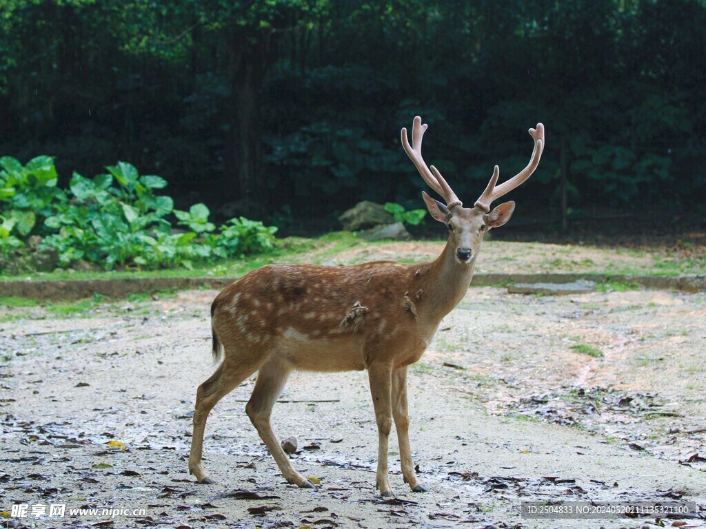 鹿