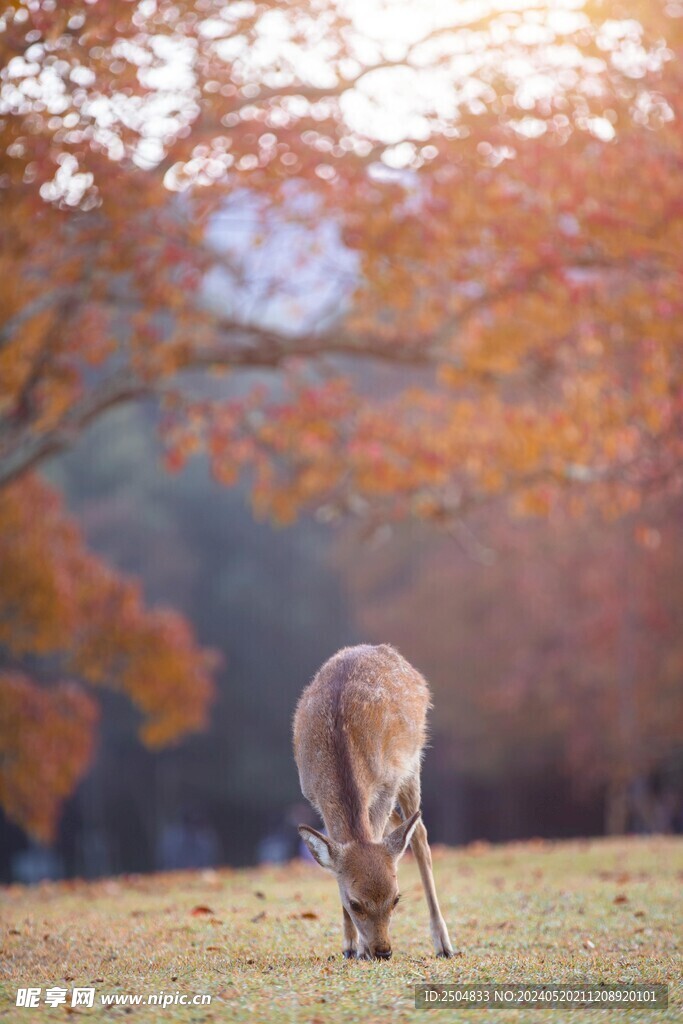 鹿