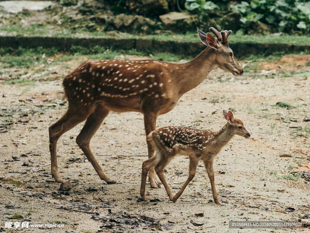 鹿