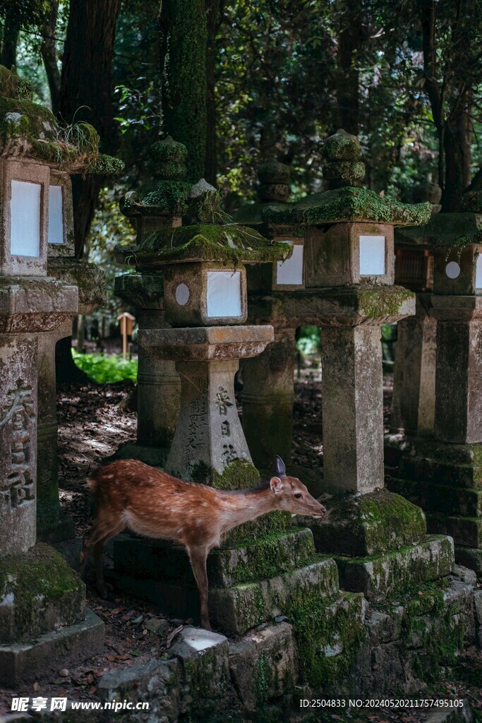 鹿