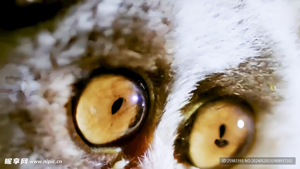 狐猴的眼睛