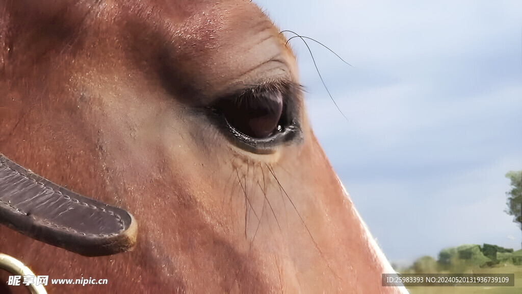 马的眼睛