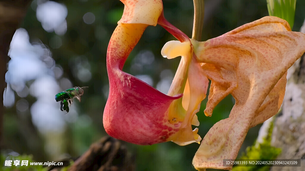 蜜蜂