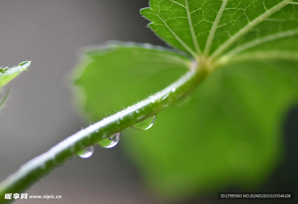 雨滴