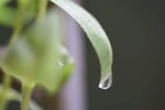 雨滴