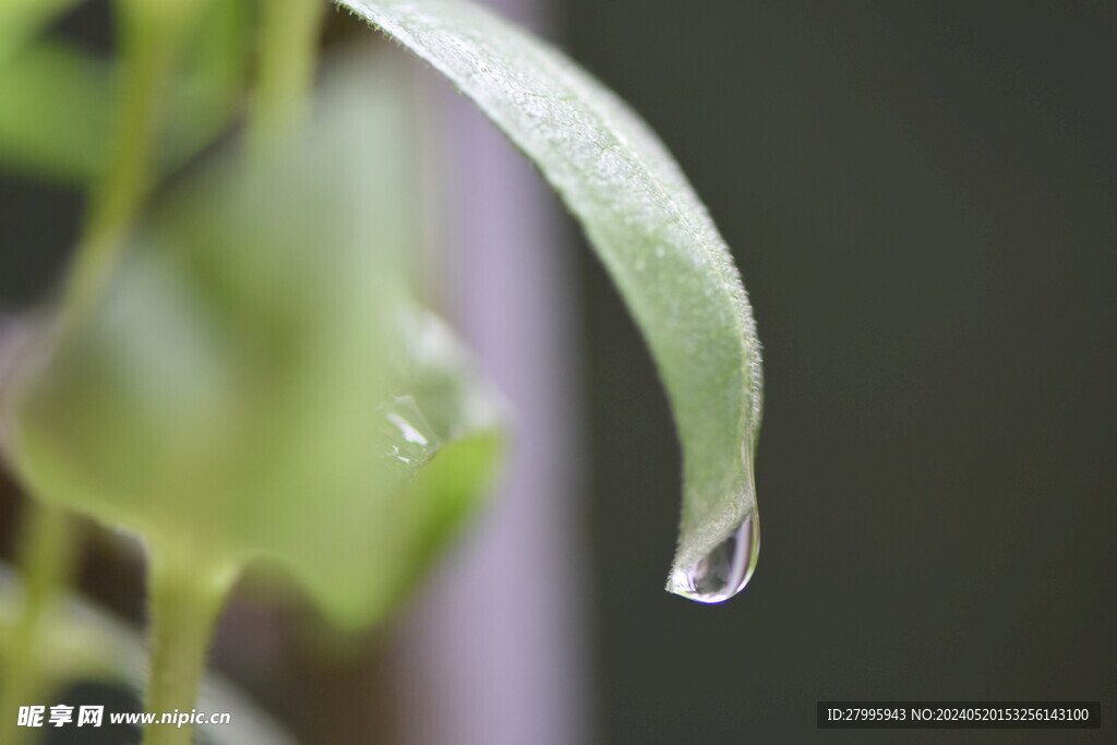 雨滴