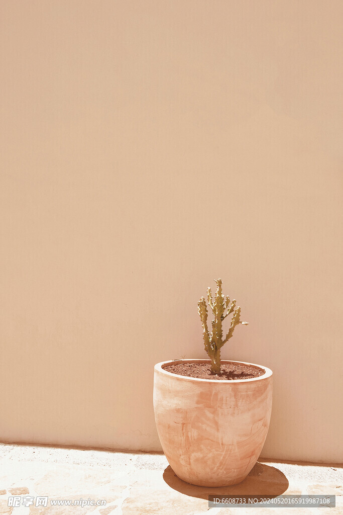 植物