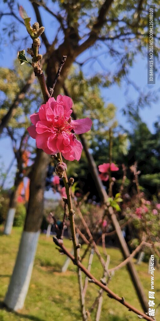 桃花