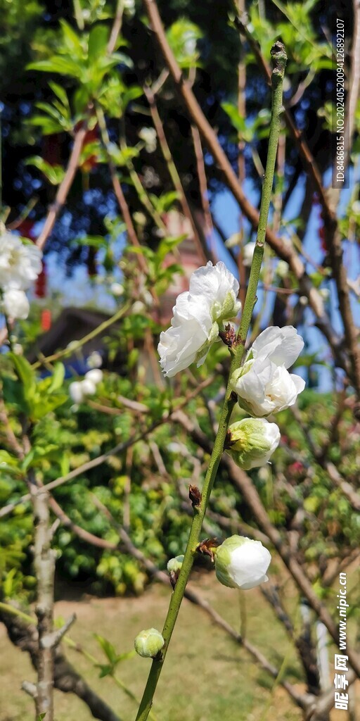 桃花