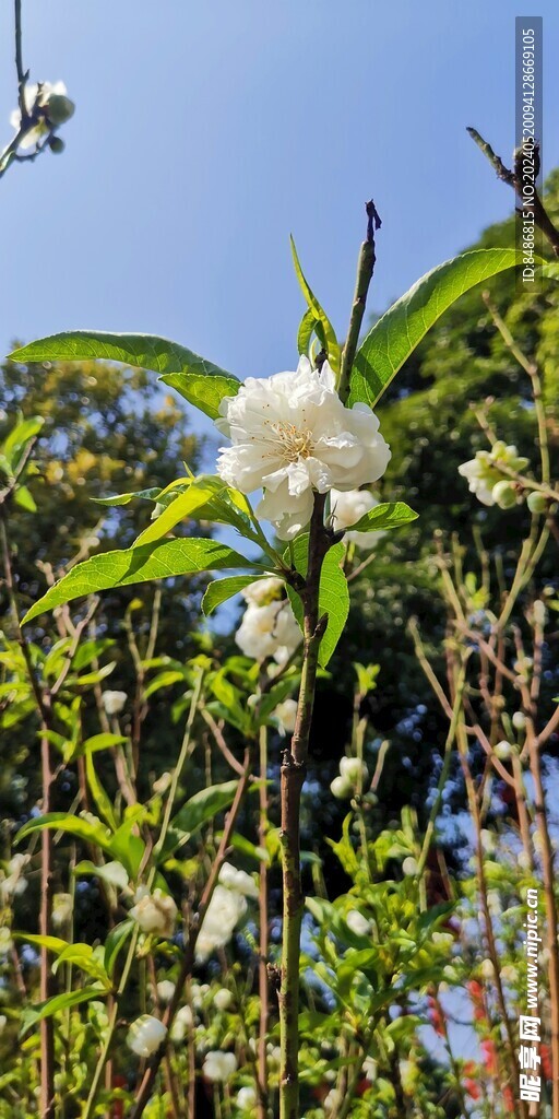 桃花
