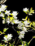 山花
