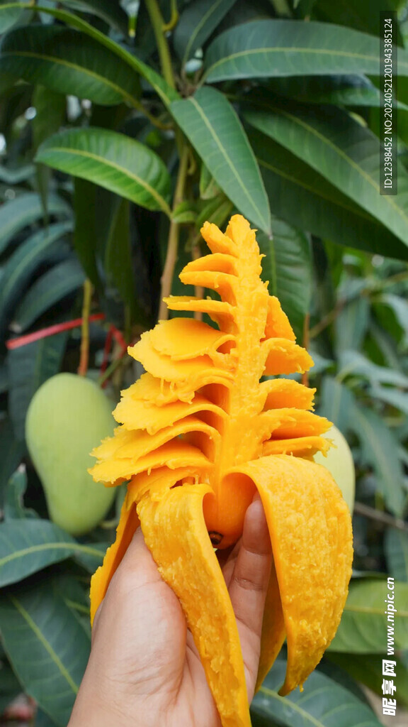 芒果