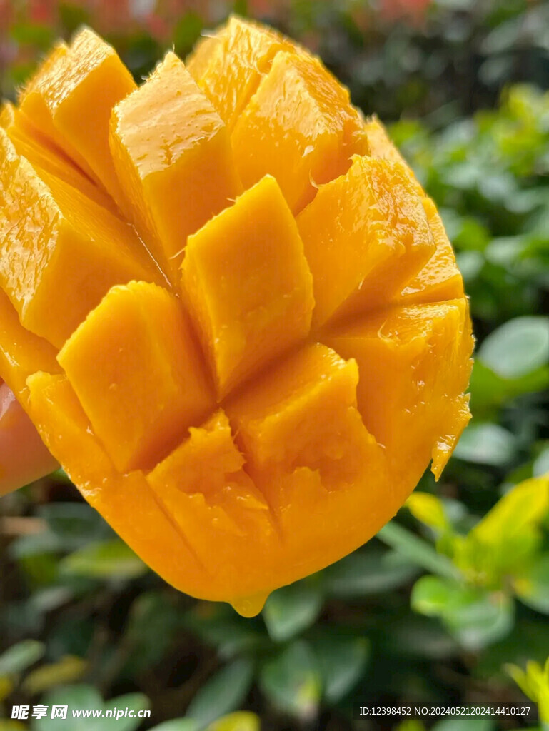 芒果