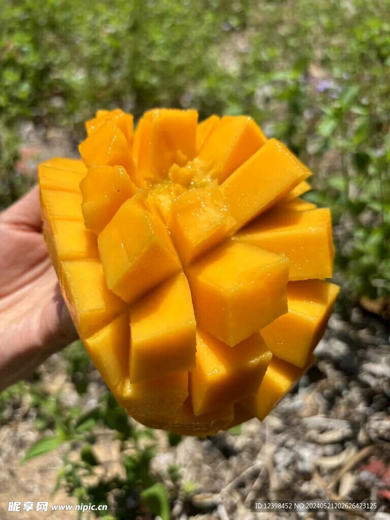 芒果