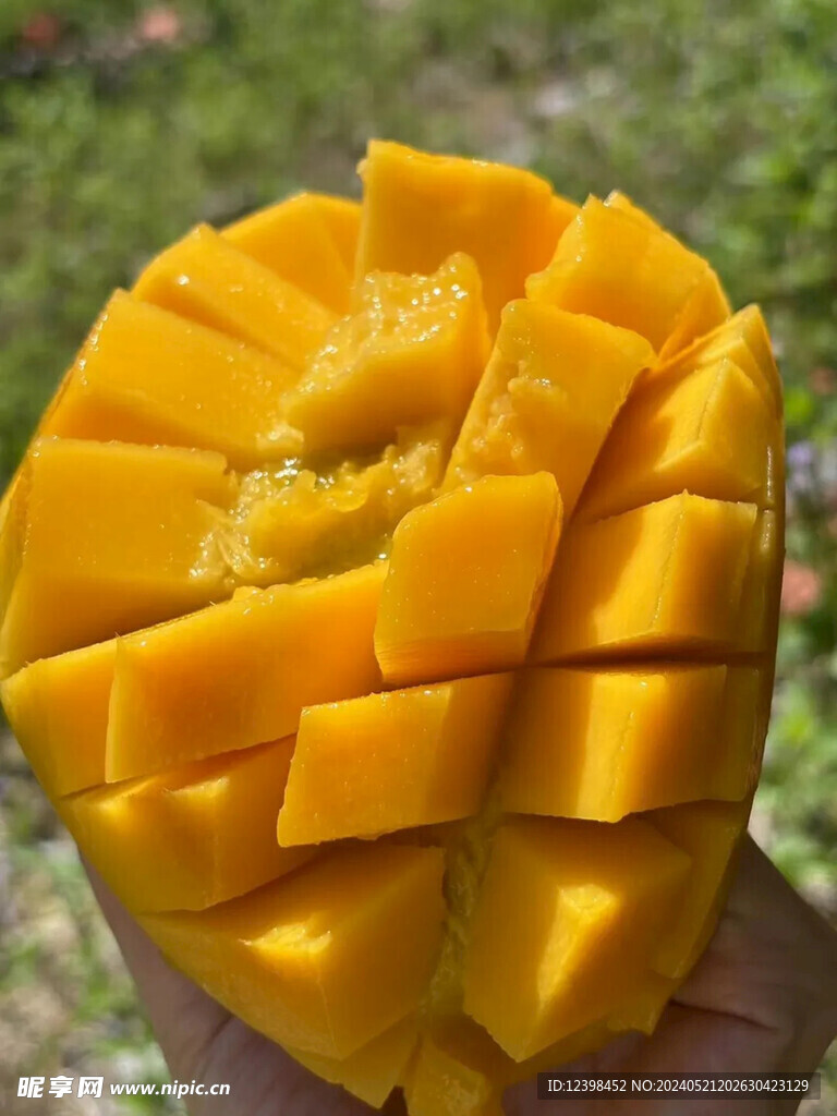 芒果