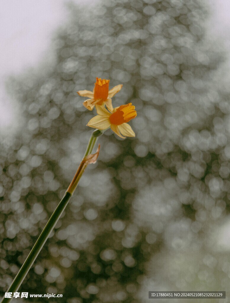 水仙