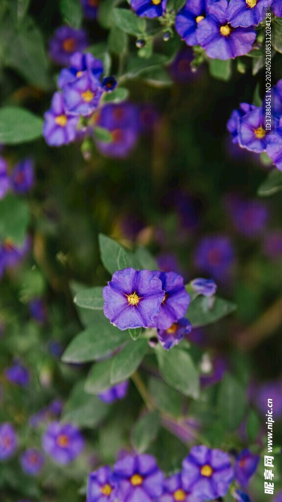 蓝花茄