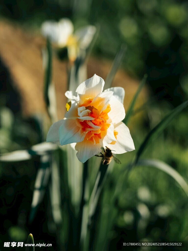 水仙