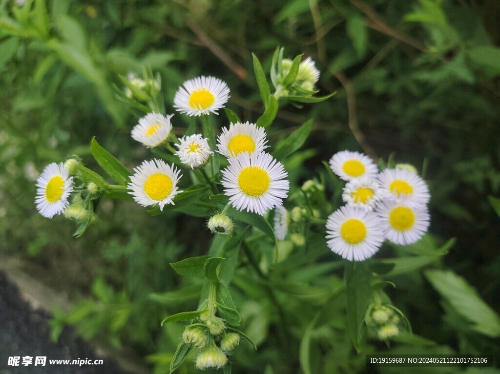 小白花