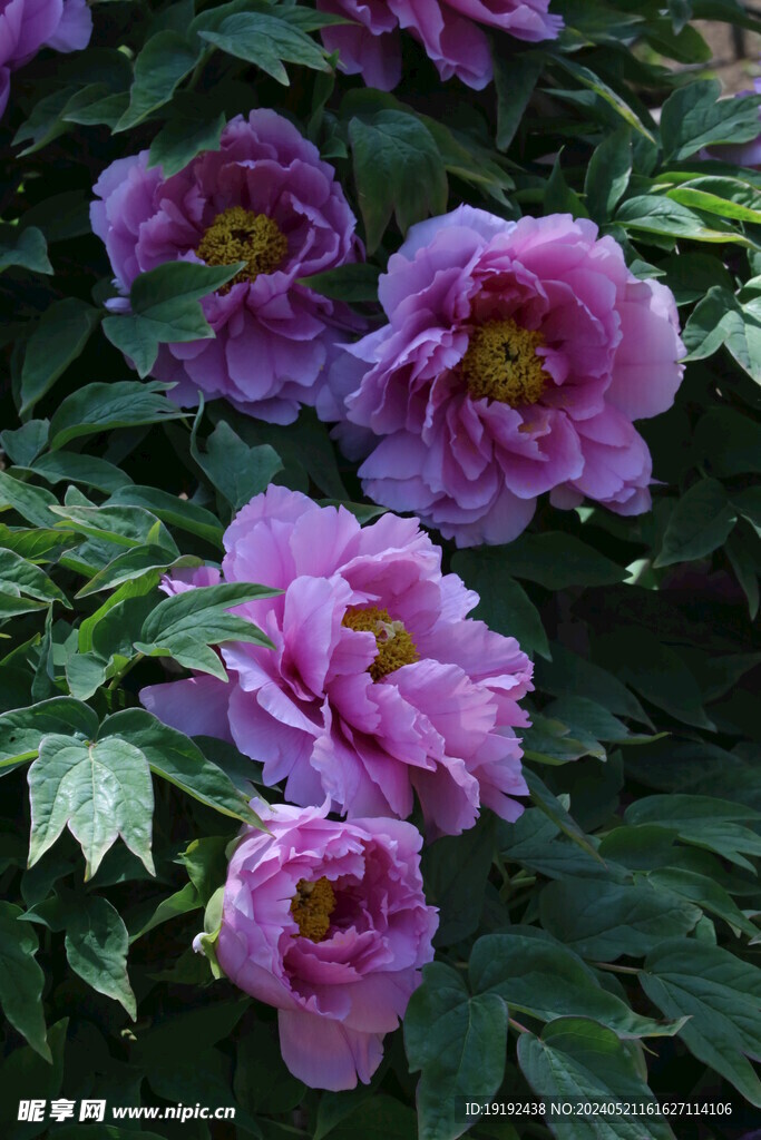 牡丹花 