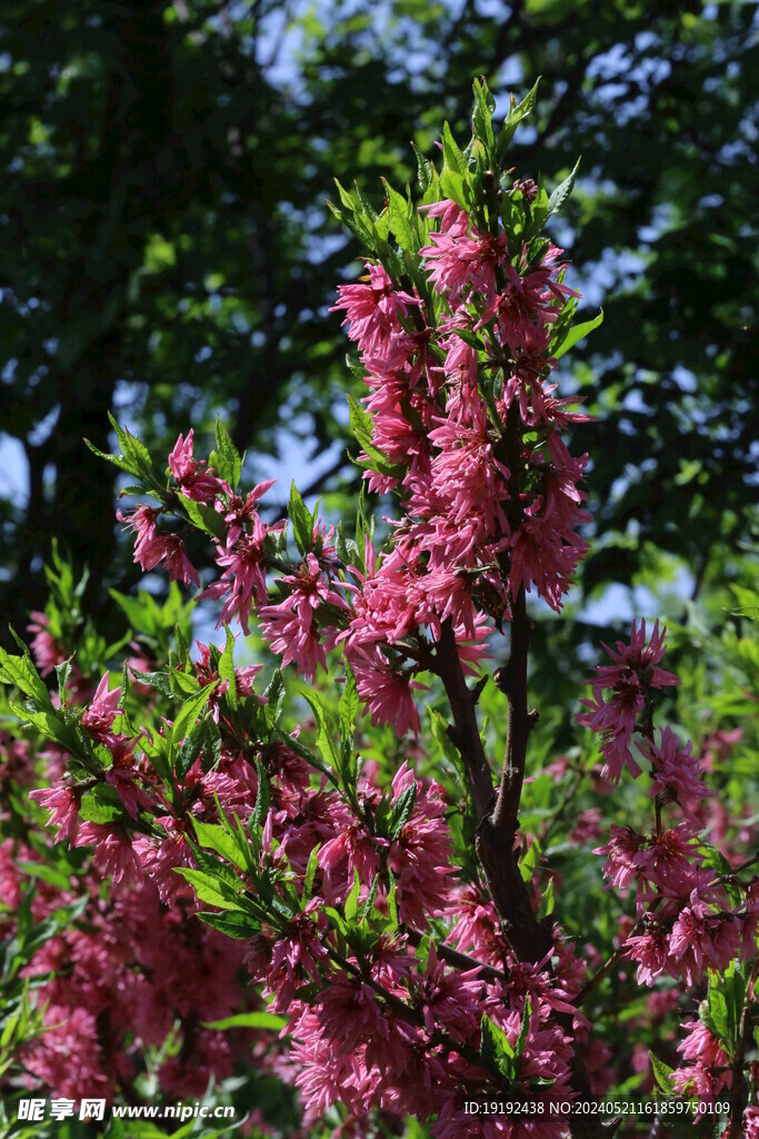 菊花桃 