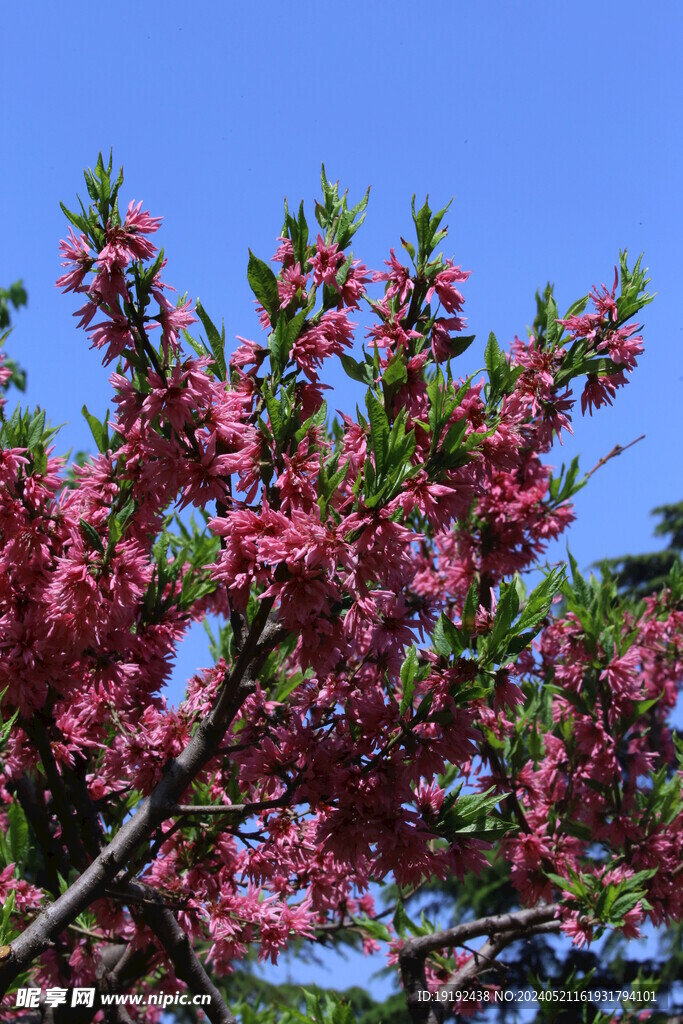 菊花桃