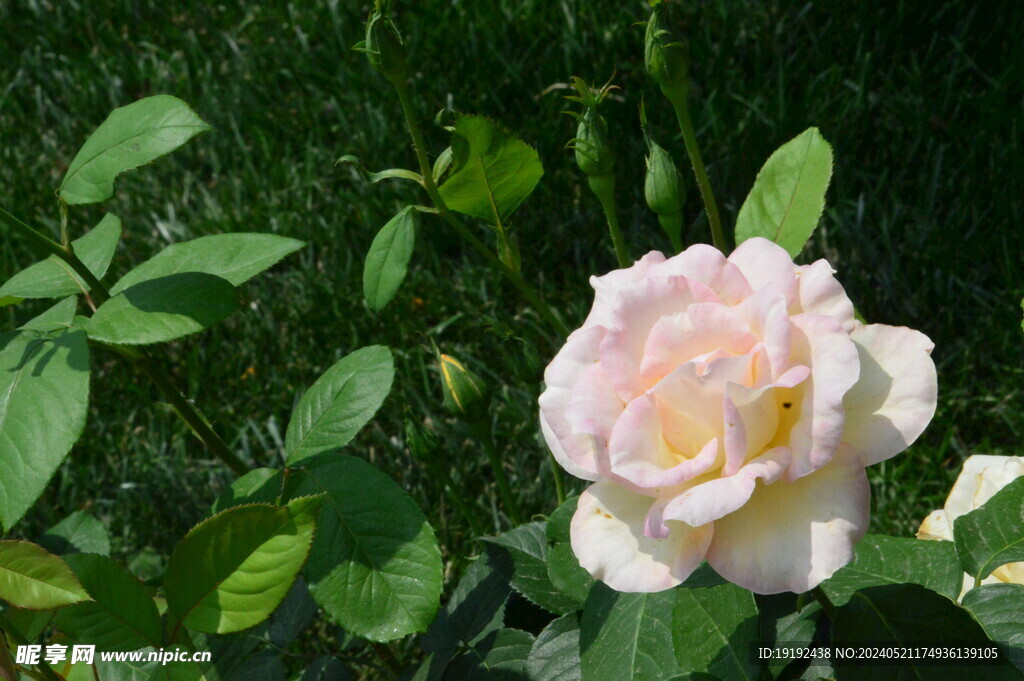 月季花  