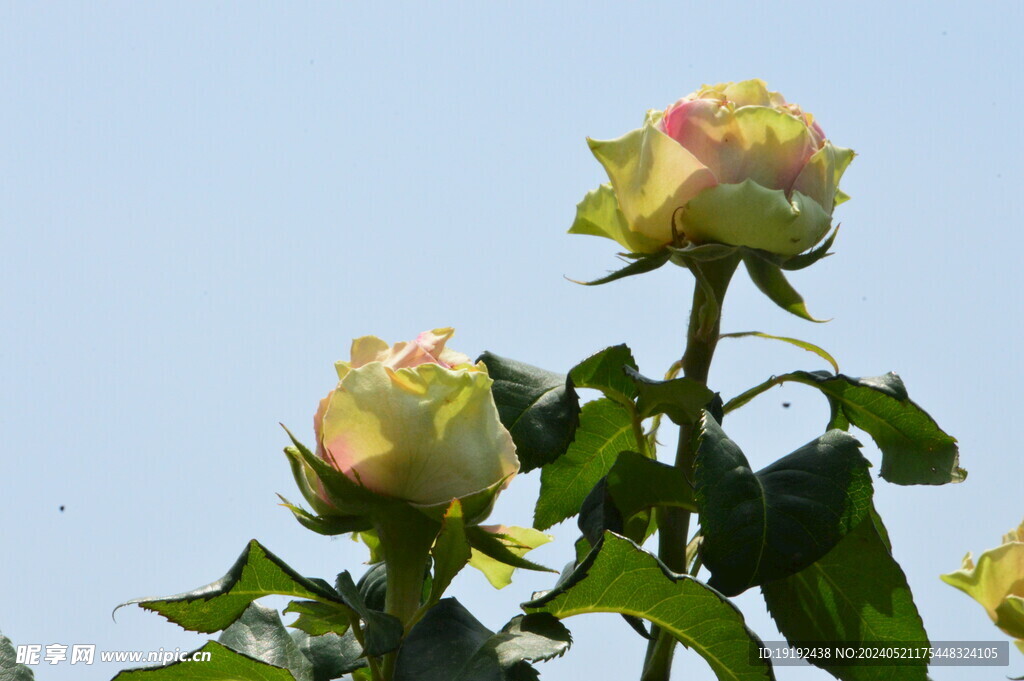 月季花 