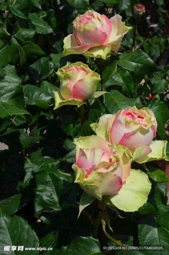 月季花 