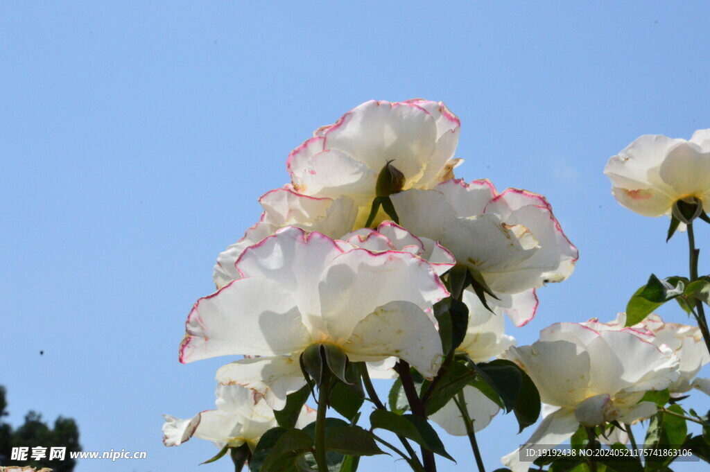 月季花 