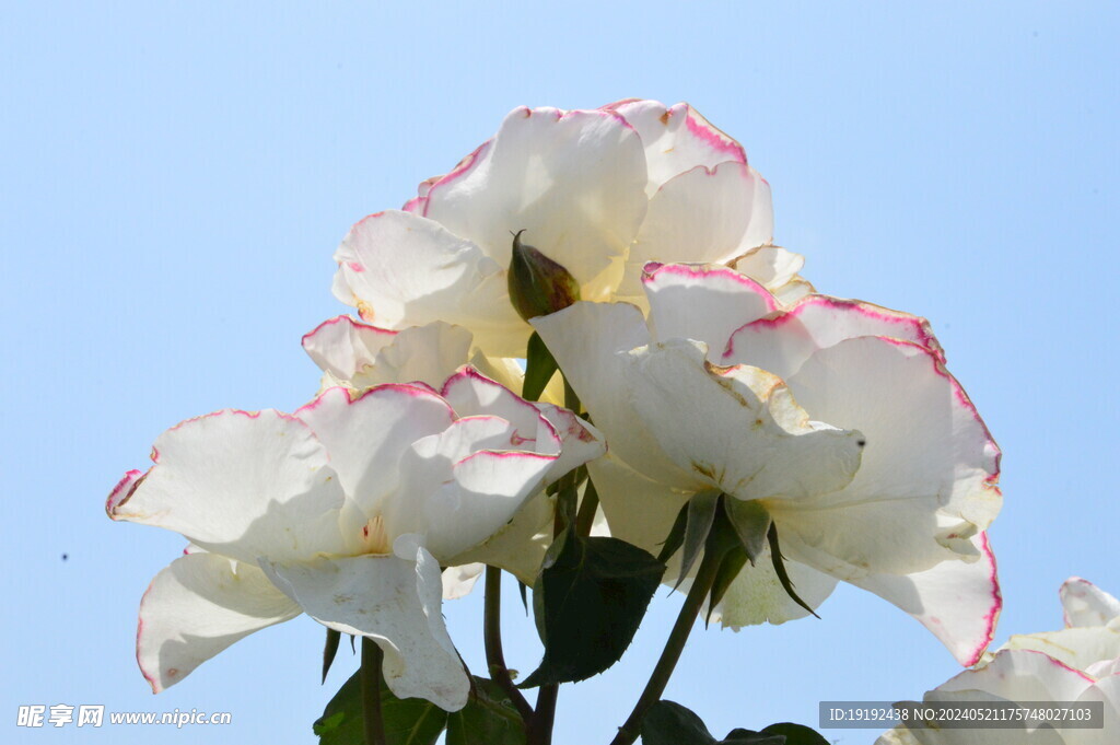 月季花