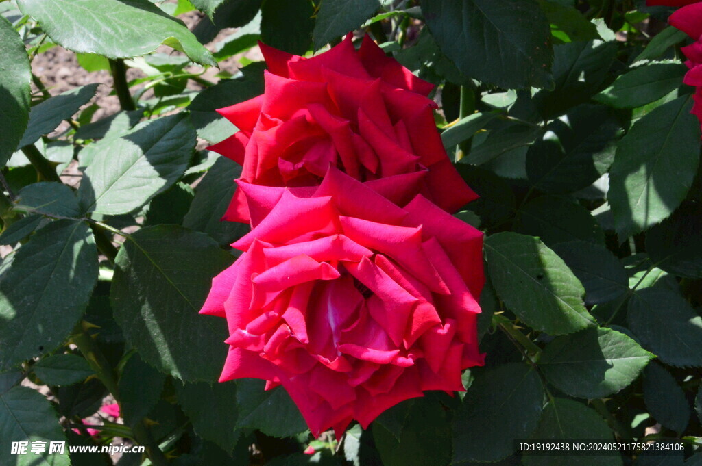 月季花 