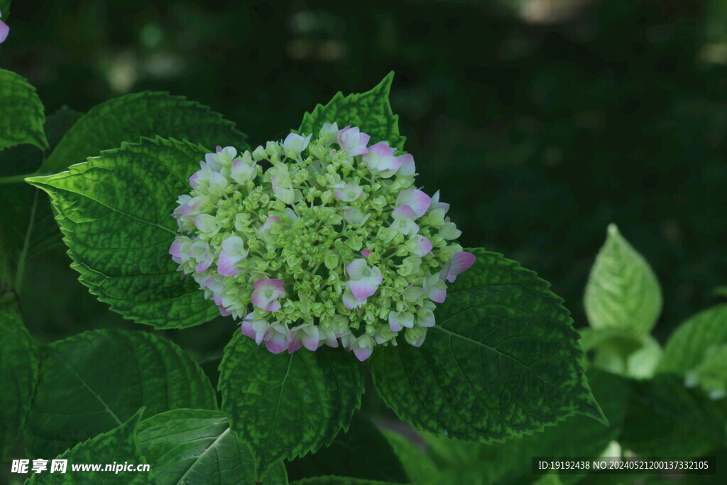 绣球花  