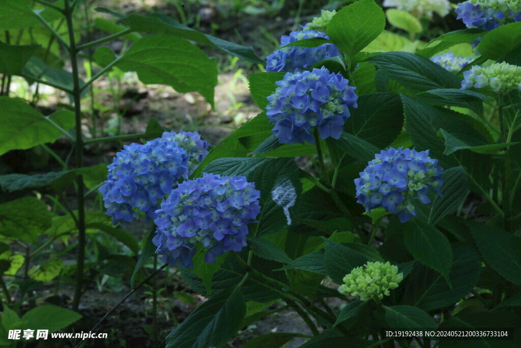 绣球花