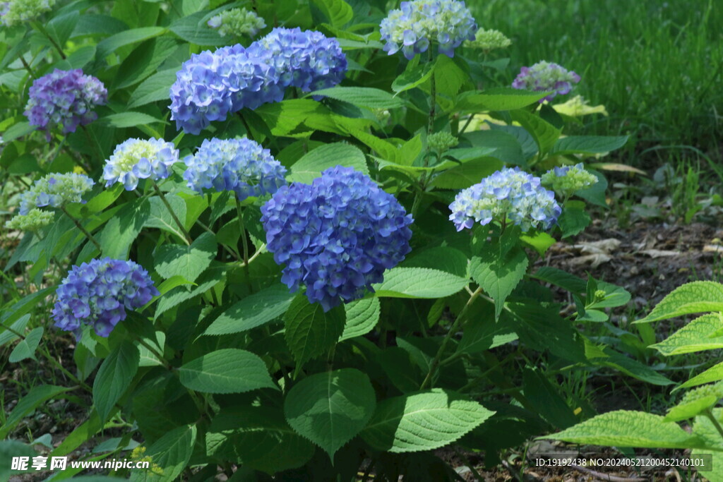 绣球花  