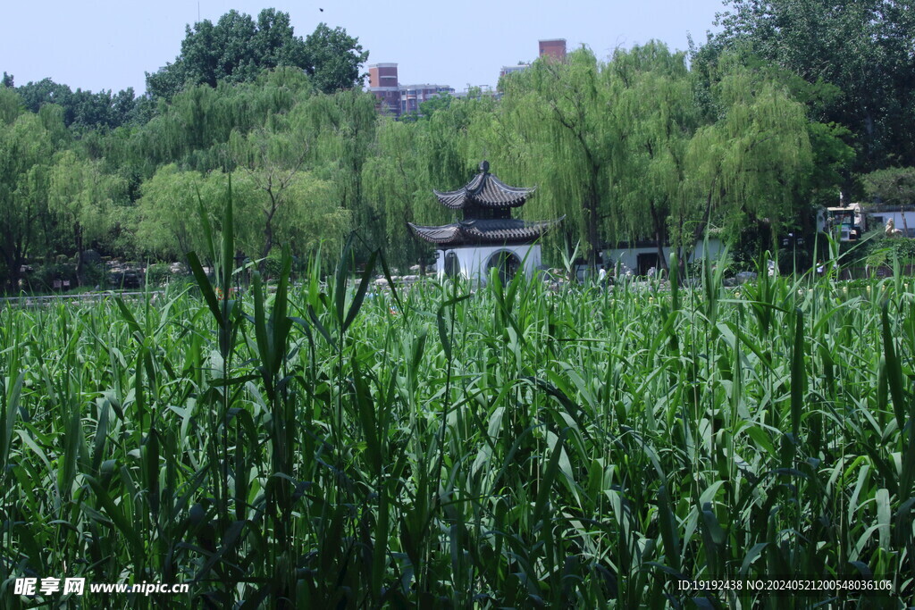 公园风景  