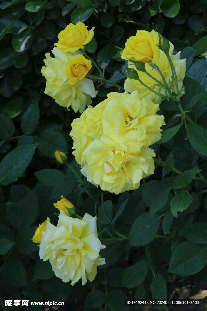 月季花  