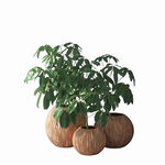 C4D模型 绿色植物