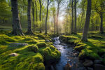 德国森林石头风景树木溪流苔藓