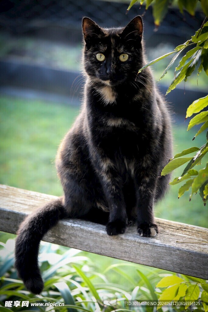 猫咪图片